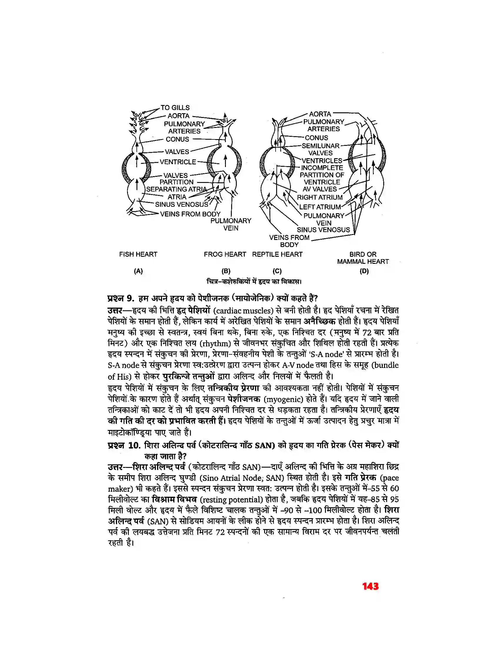 Bihar Board Class 11th Biology (जीव विज्ञान) Chapter 18 (शरीर द्रव तथा परिसंचरण) Solution 6