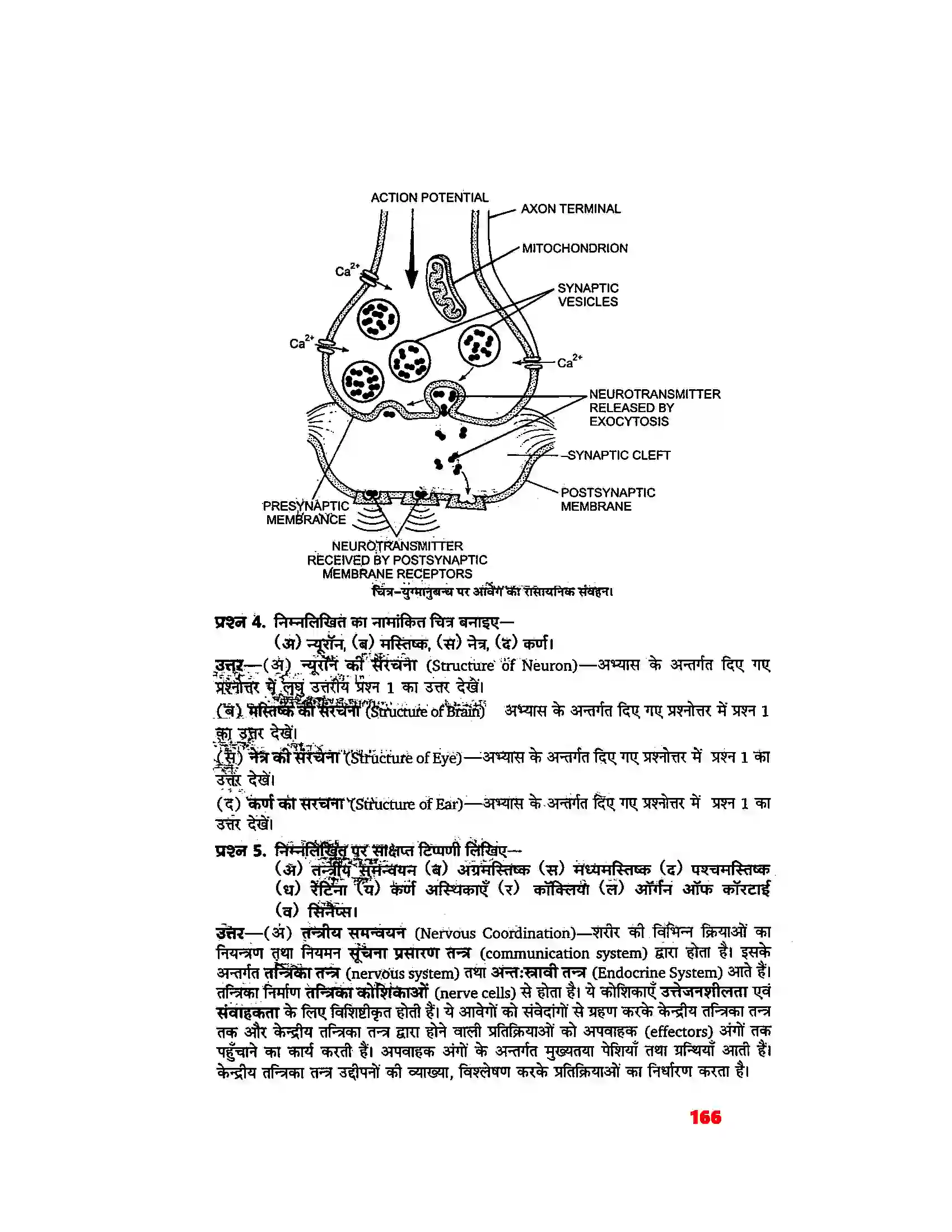 Bihar Board Class 11th Biology (जीव विज्ञान) Chapter 21 (तंत्रिकीय नियंत्रण एवं समन्वय) Solution 10