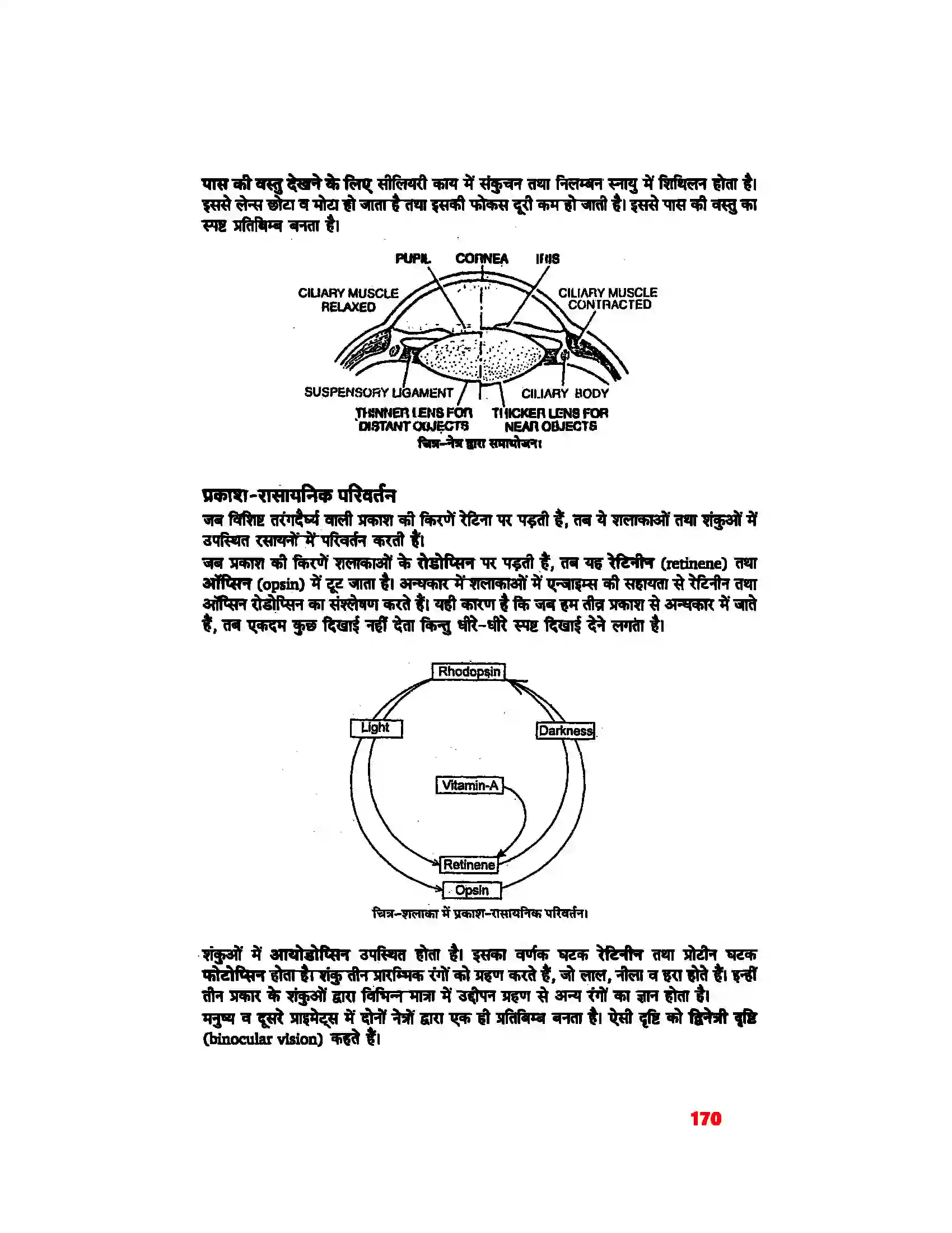 Bihar Board Class 11th Biology (जीव विज्ञान) Chapter 21 (तंत्रिकीय नियंत्रण एवं समन्वय) Solution 14