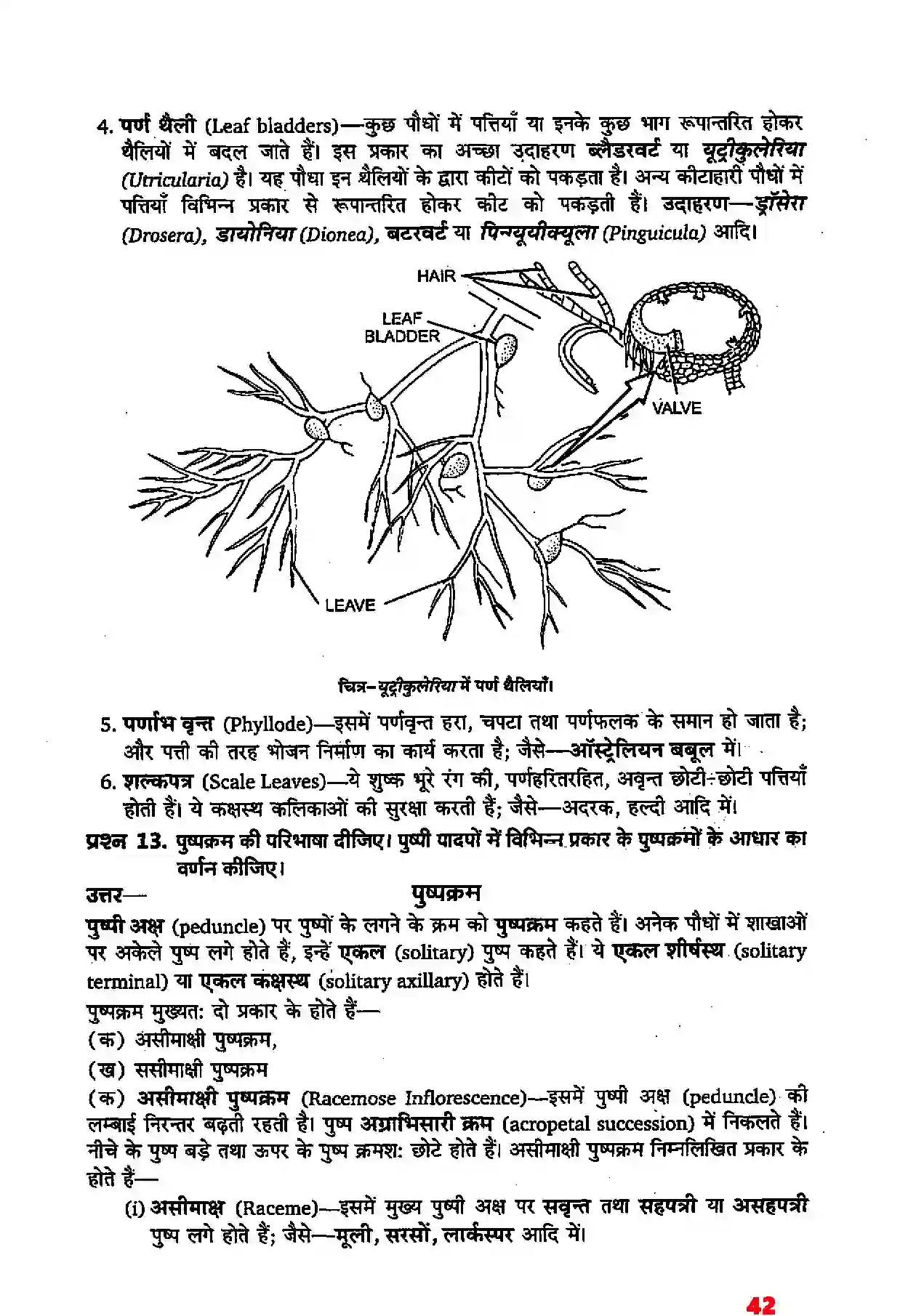 Bihar Board Class 11th Biology (जीव विज्ञान) Chapter 5 (पुष्पी पादपों की आकारिकी) Solution 20