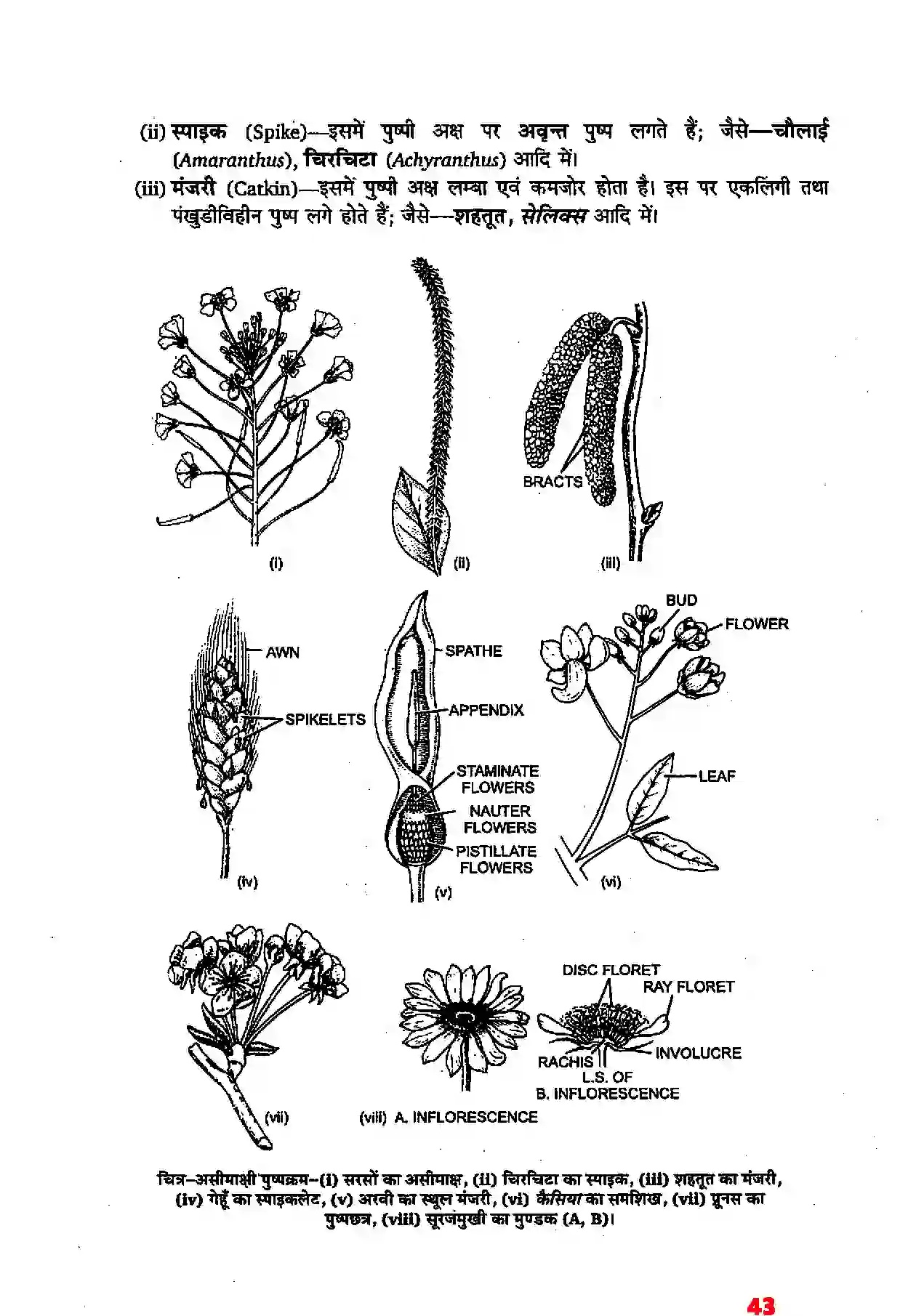 Bihar Board Class 11th Biology (जीव विज्ञान) Chapter 5 (पुष्पी पादपों की आकारिकी) Solution 21