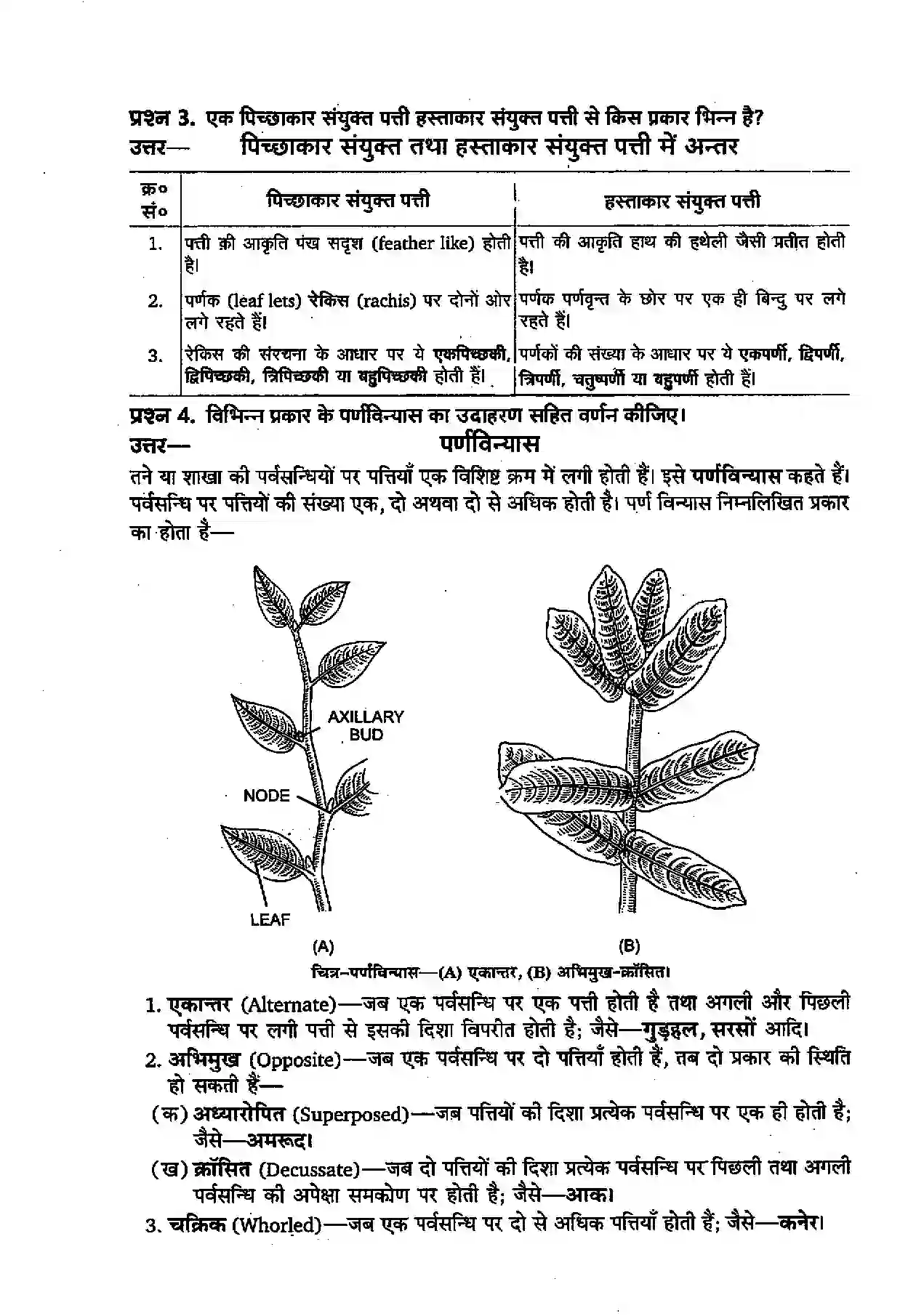 Bihar Board Class 11th Biology (जीव विज्ञान) Chapter 5 (पुष्पी पादपों की आकारिकी) Solution 3