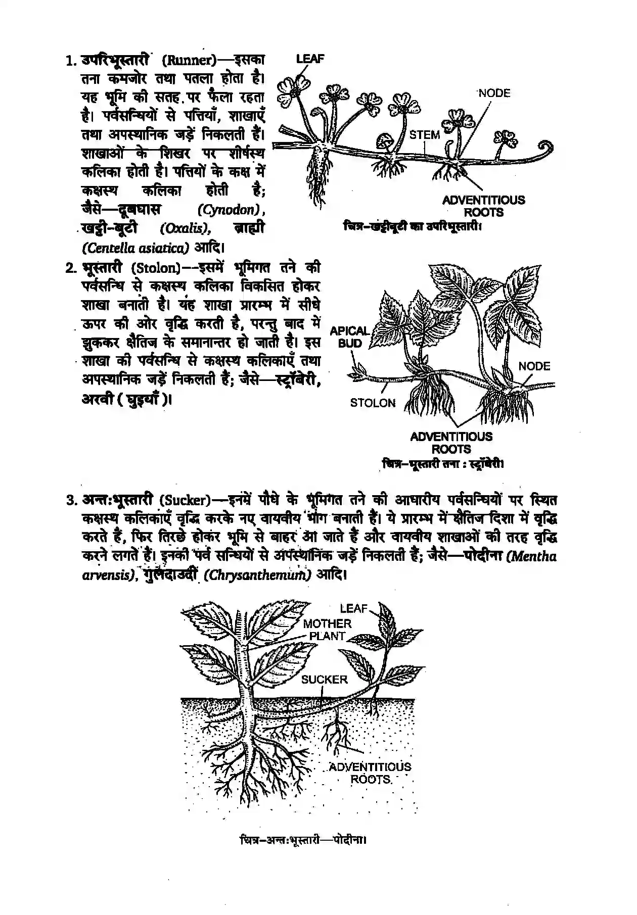 Bihar Board Class 11th Biology (जीव विज्ञान) Chapter 5 (पुष्पी पादपों की आकारिकी) Solution 9