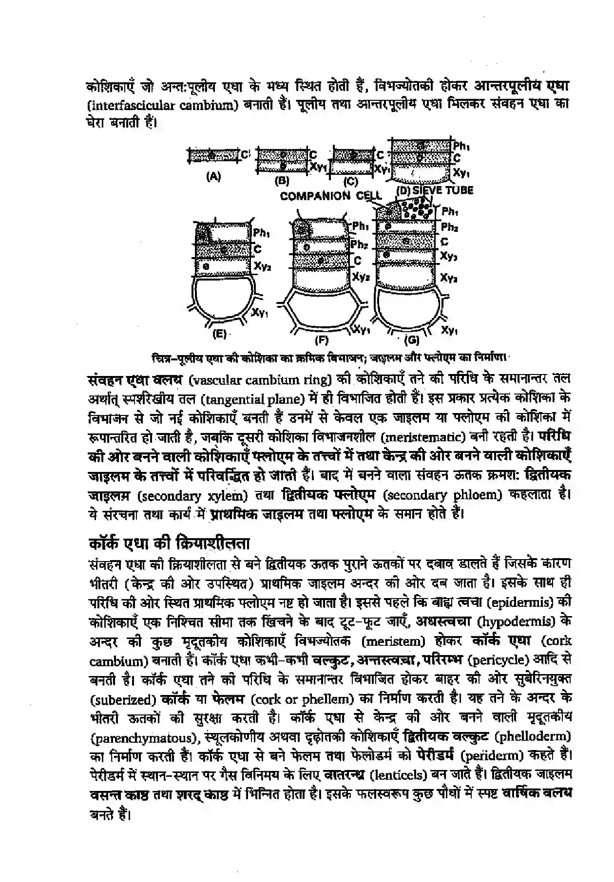 Bihar Board Class 11th Biology (जीव विज्ञान) Chapter 6 (पुष्पी पादपों का शारीर) Solution 2