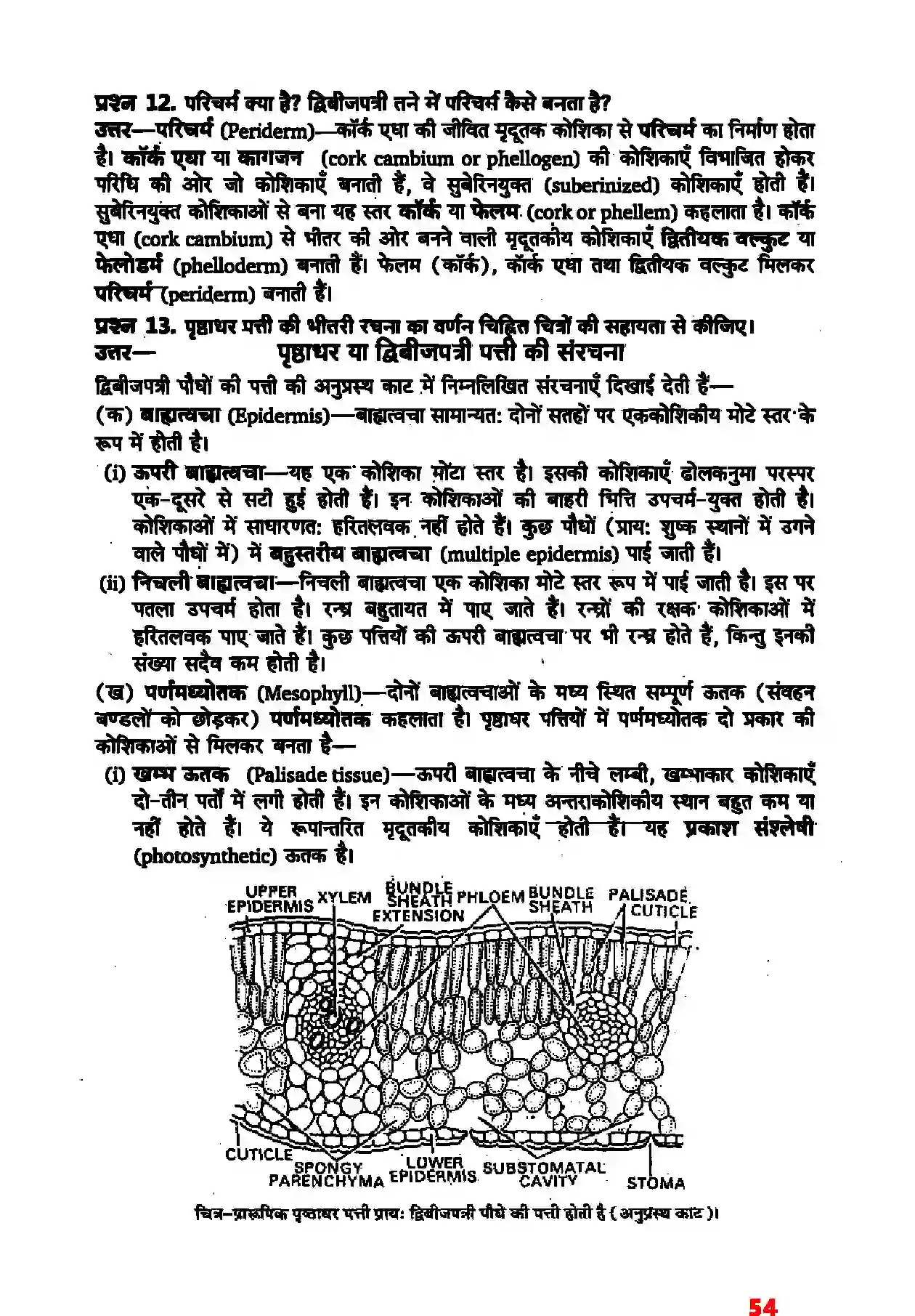 Bihar Board Class 11th Biology (जीव विज्ञान) Chapter 6 (पुष्पी पादपों का शारीर) Solution 8