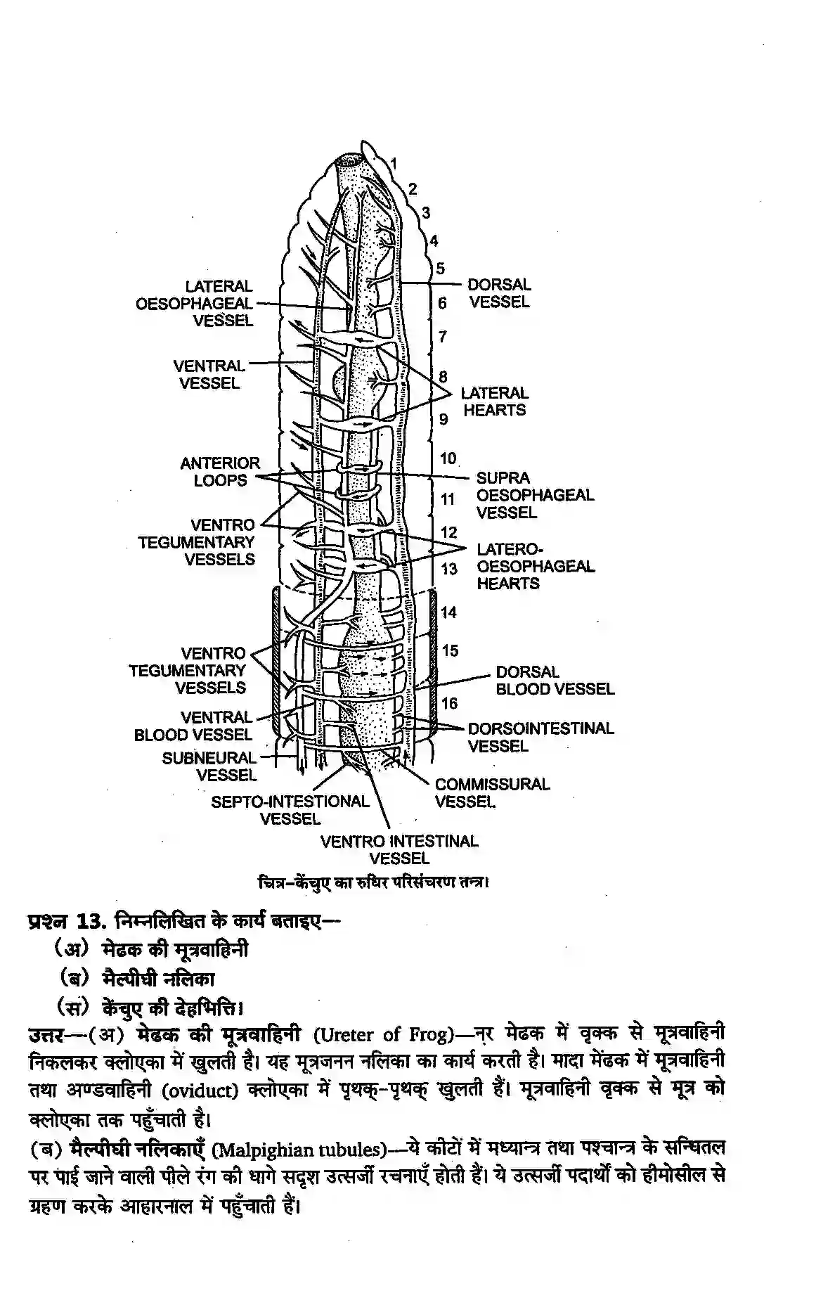 Bihar Board Class 11th Biology (जीव विज्ञान) Chapter 7 (प्राणियों में संरचनात्मक संगठन) Solution 11