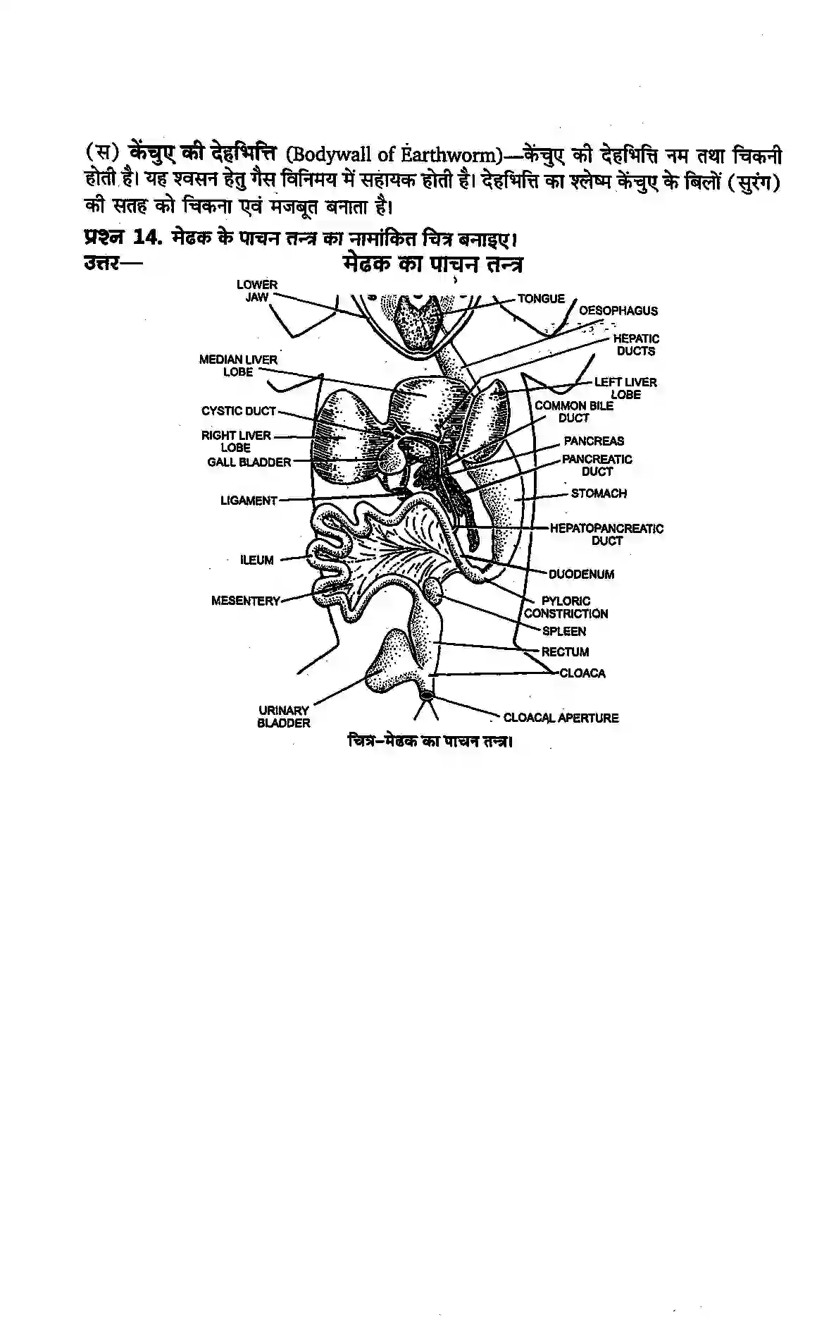 Bihar Board Class 11th Biology (जीव विज्ञान) Chapter 7 (प्राणियों में संरचनात्मक संगठन) Solution 12