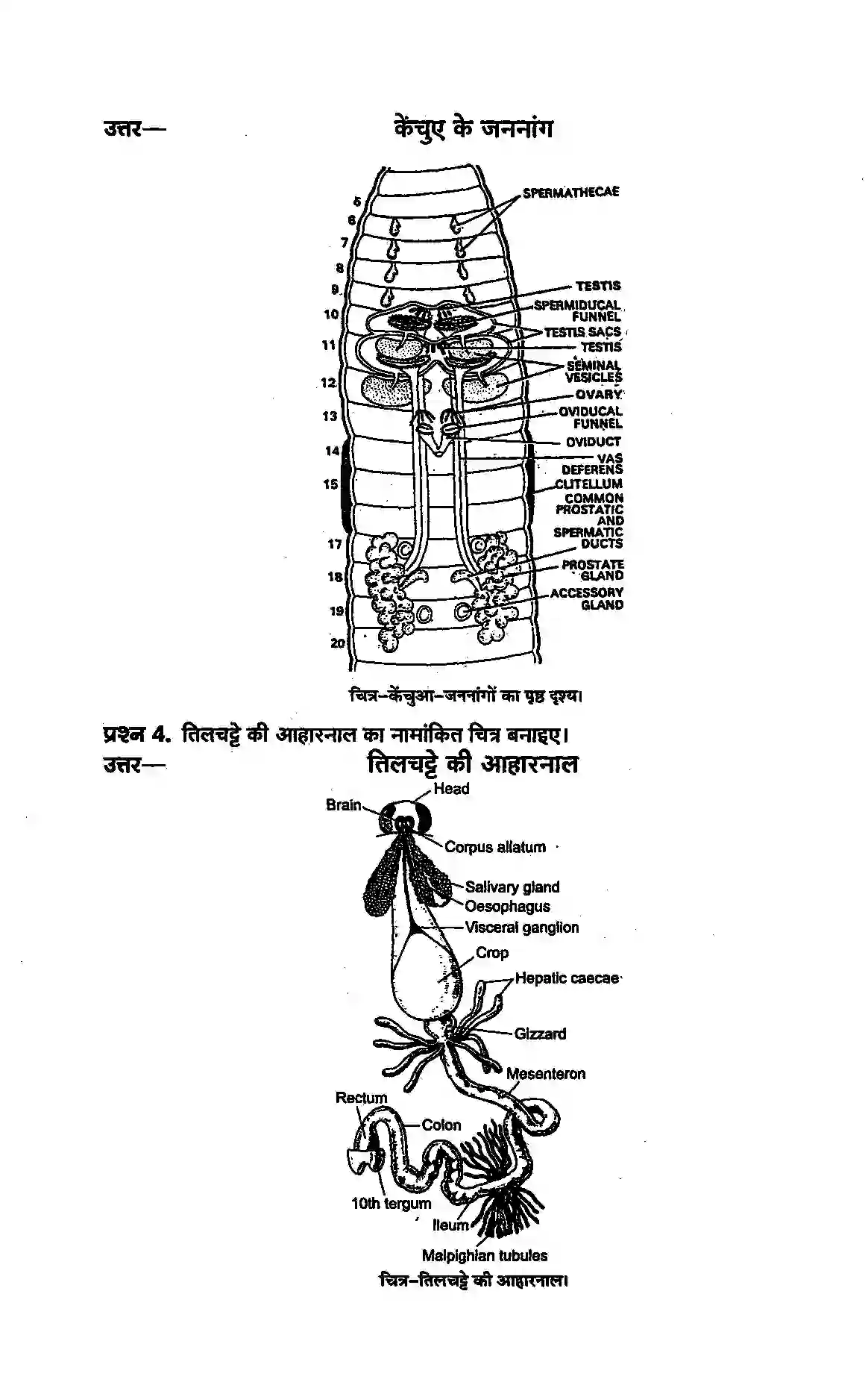 Bihar Board Class 11th Biology (जीव विज्ञान) Chapter 7 (प्राणियों में संरचनात्मक संगठन) Solution 2