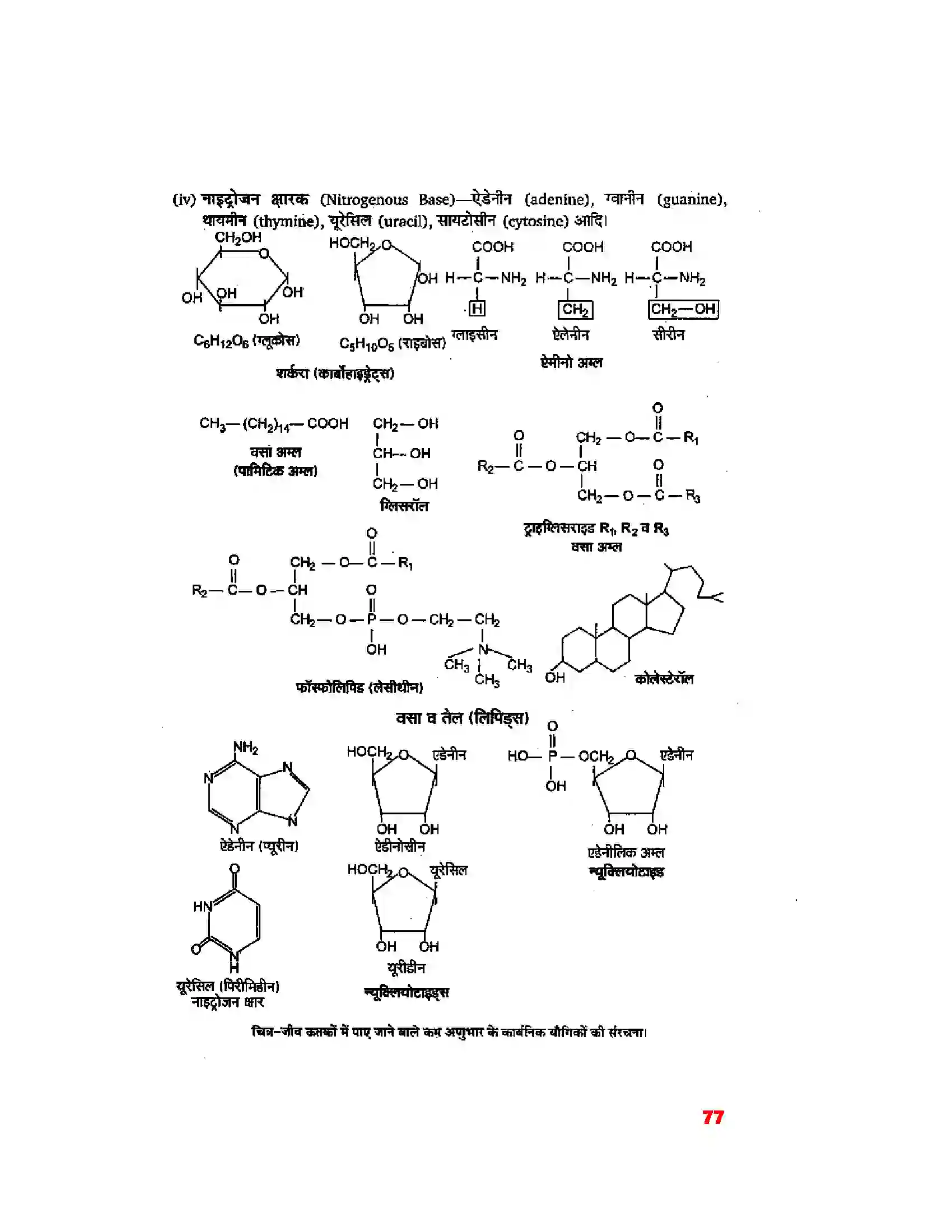 Bihar Board Class 11th Biology (जीव विज्ञान) Chapter 9 (जैव अणु) Solution 2
