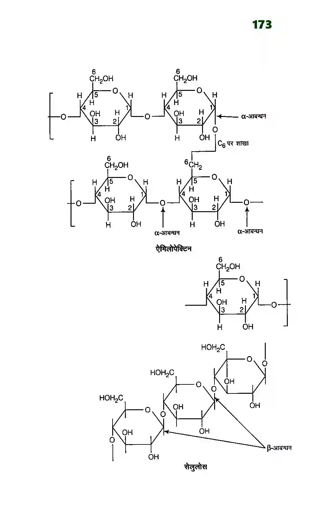 Bihar Board Class 12th Chemistry (रसायन विज्ञान) Chapter 14 (जैव अणु) Solution 6
